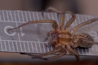 La Tgnaire des champs. Une femelle (Araneae - Agelenidae - Eratigena agrestis)